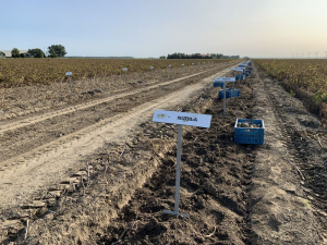 17 september 2020; aardappel proefveld Royal Zap/Semagri rooien