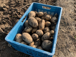 17 september 2020; aardappel proefveld Royal Zap/Semagri rooien