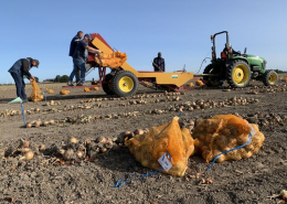 17 september 2020; proefveld uien Seminis geoogst