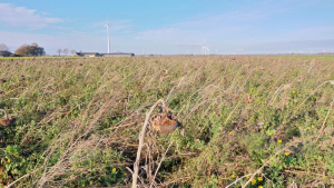 20 november 2020; gewasgroei vogelakker