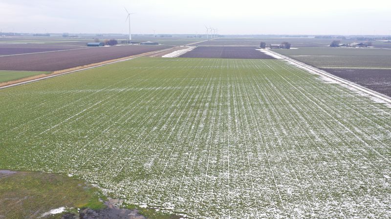 16 februari 2021; gewasgroei groenbemester, haver, wikken en bladrammenas