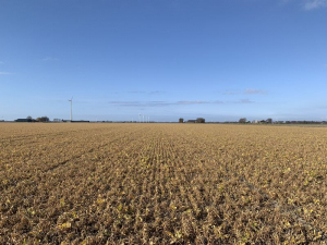 25 maart 2021; gewasgroei groenbemester mengsel