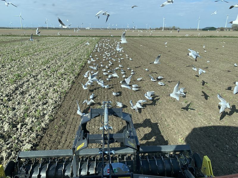 8 april 2021; aardappel land voorbewerken met Moreni rotorkopeg en Perfect klepelmaaier