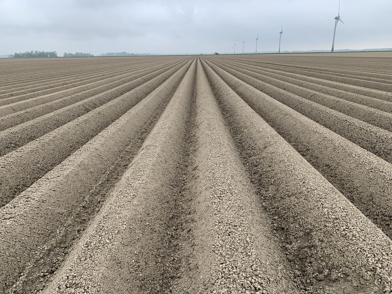 14 mei 2021; Gewasgroei aardappelen; ras is Innovator