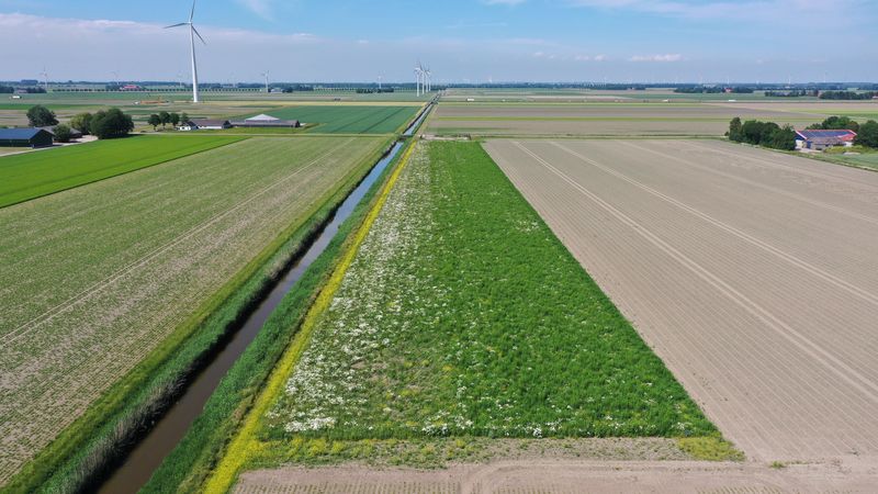 10 juni 2021; gewasgroei vogelakker