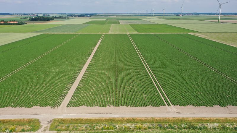 24 juni 2021; Gewasgroei aardappelen; ras is Innovator