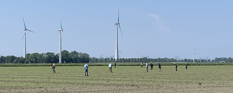 4 juni 2021; suikerbieten proefveld dunnen
