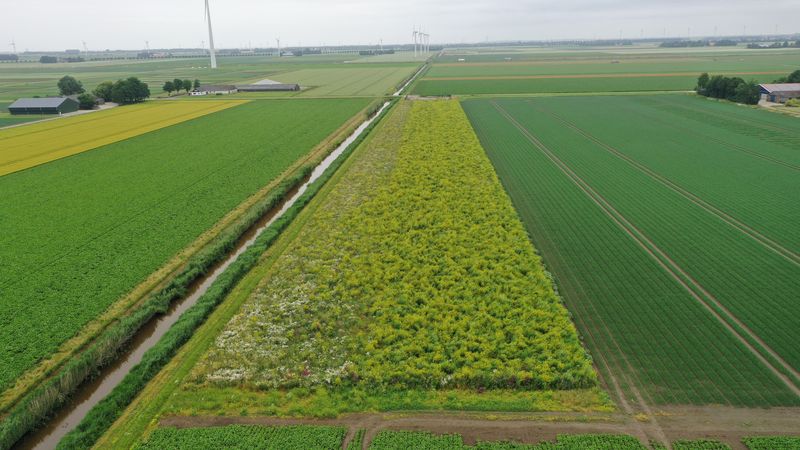 1 juli 2021; gewasgroei vogelakker