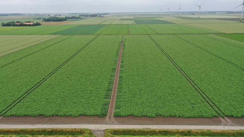 1 juli 2021; Gewasgroei aardappelen; ras is Innovator