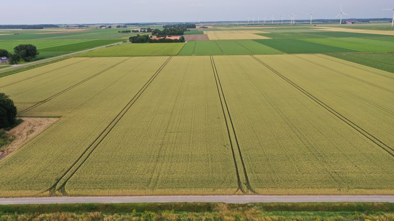 8 juli 2021; Gewasgroei wintertarwe; ras is Talent