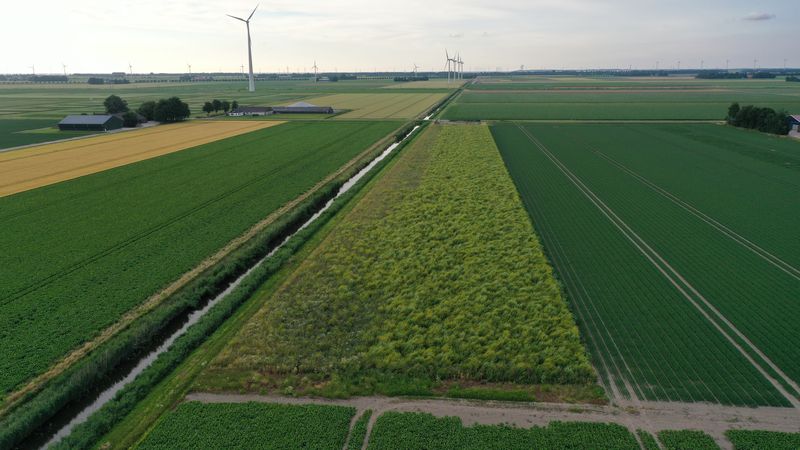 8 juli 2021; gewasgroei vogelakker