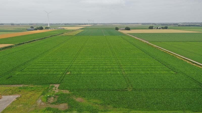 16 juli 2021; gewasgroei suikerbieten; ras is Yukon