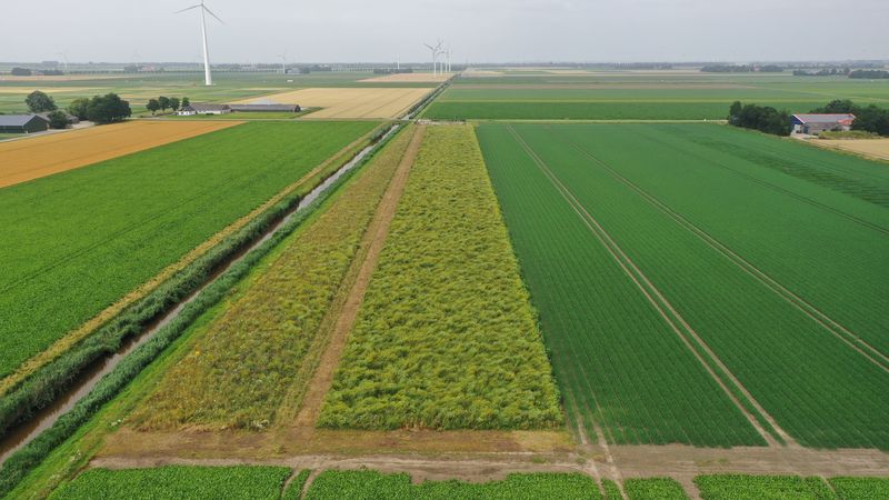 16 juli 2021; gewasgroei vogelakker