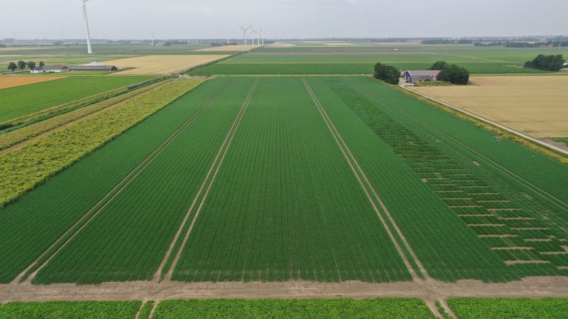 16 juli 2021; gewasgroei uien; ras is Hyway