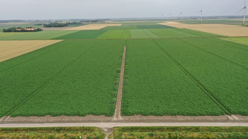 16 juli 2021; Gewasgroei aardappelen; ras is Innovator