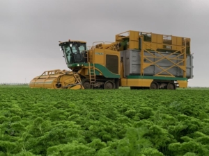 15 juli 2021; oogst peterselie eerste snede