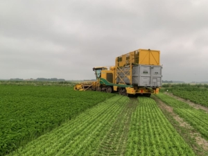 15 juli 2021; oogst peterselie eerste snede