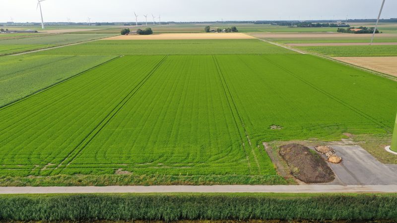 12 augustus 2021; Gewasgroei peterselie; ras is Smaragd