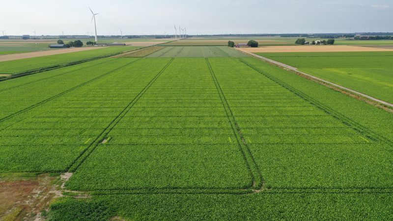 12 augustus 2021; gewasgroei suikerbieten; ras is Yukon