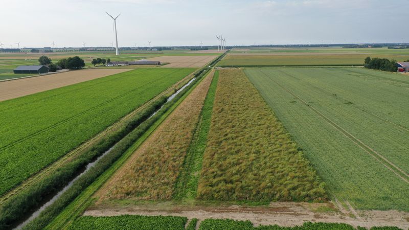 12 augustus 2021; gewasgroei vogelakker