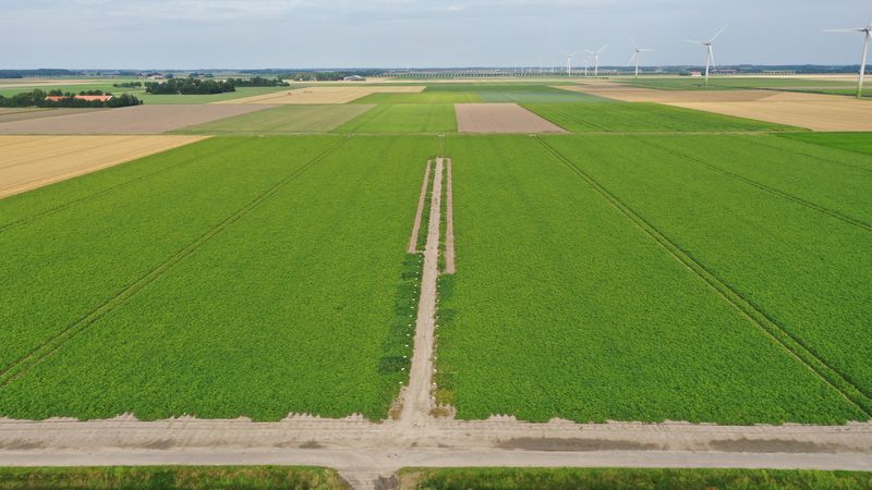 12 augustus 2021; Gewasgroei aardappelen; ras is Innovator