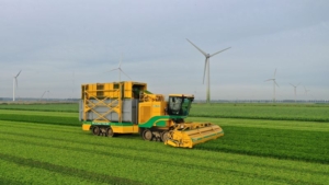 13 augustus 2021; tweede oogst peterselie