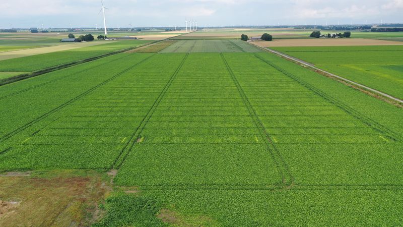 20 augustus 2021; gewasgroei suikerbieten; ras is Yukon