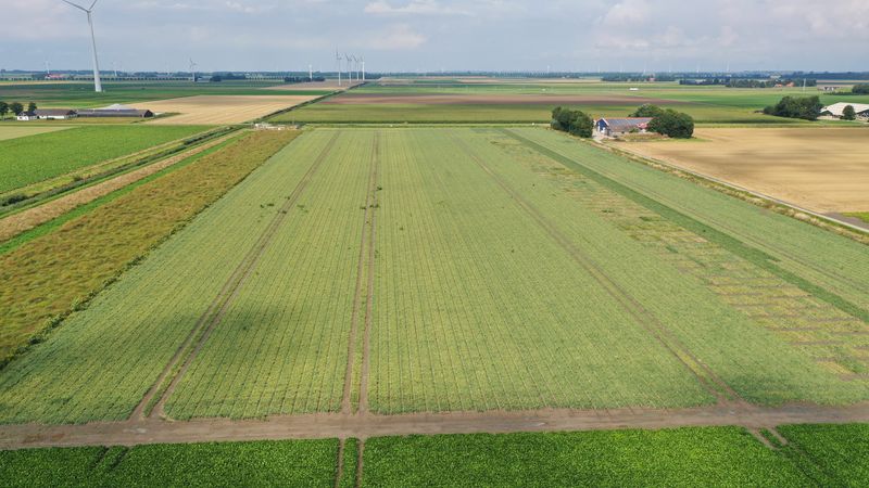 20 augustus 2021; gewasgroei uien; ras is Hyway