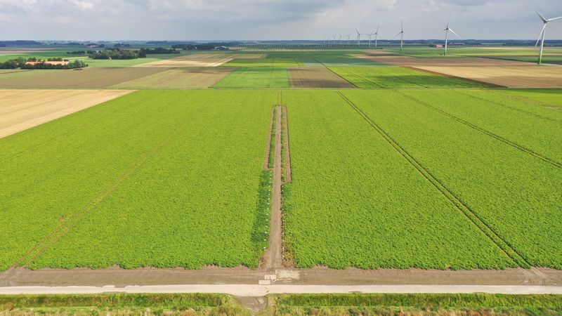 20 augustus 2021; Gewasgroei aardappelen; ras is Innovator