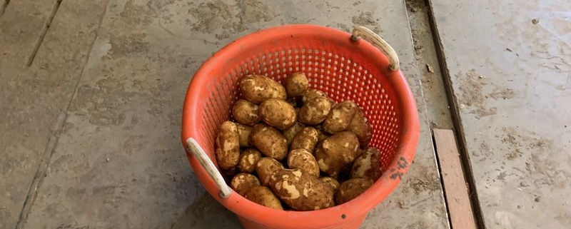 13 augustus 2021; 1e proefrooiing Innovator aardappelen