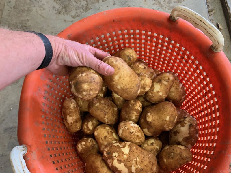 13 augustus 2021; 1e proefrooiing Innovator aardappelen