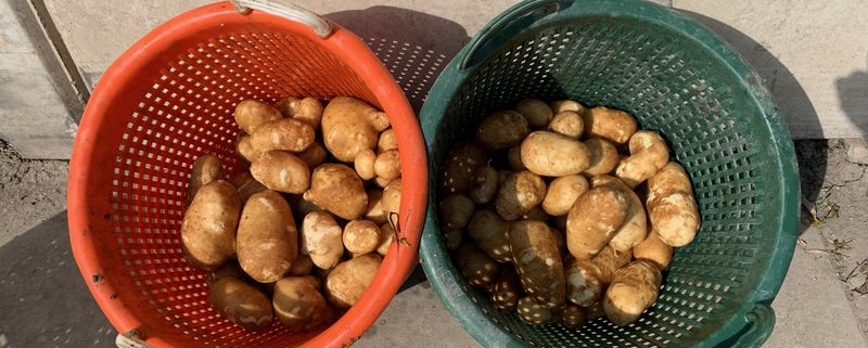 25 augustus 2021; 2e proefrooiing Innovator aardappelen