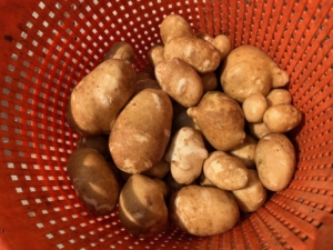 25 augustus 2021; 2e proefrooiing Innovator aardappelen