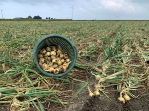 30 augustus 2021; proefrooiing uien