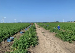 4 augustus 2021; 1e oogst aardappelproefveld Royal Zap/Semagri