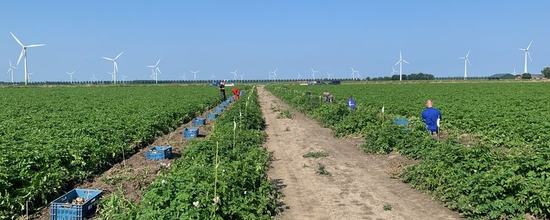 4 augustus 2021; 1e oogst aardappelproefveld Royal Zap/Semagri