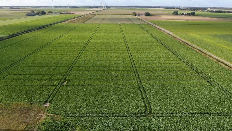 27 augustus 2021; gewasgroei suikerbieten; ras is Yukon