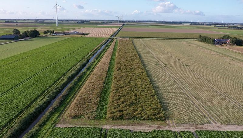 27 augustus 2021; gewasgroei vogelakker