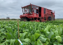 23 september 2021; Proefveld suikerbieten oogsten