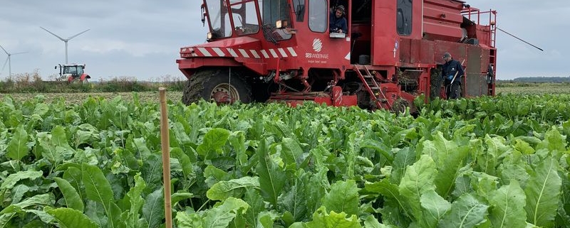 23 september 2021; Proefveld suikerbieten oogsten