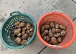 16 september 2021; derde proefrooiing aardappelen