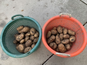 16 september 2021; derde proefrooiing aardappelen