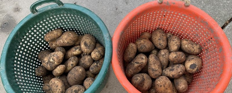 16 september 2021; derde proefrooiing aardappelen
