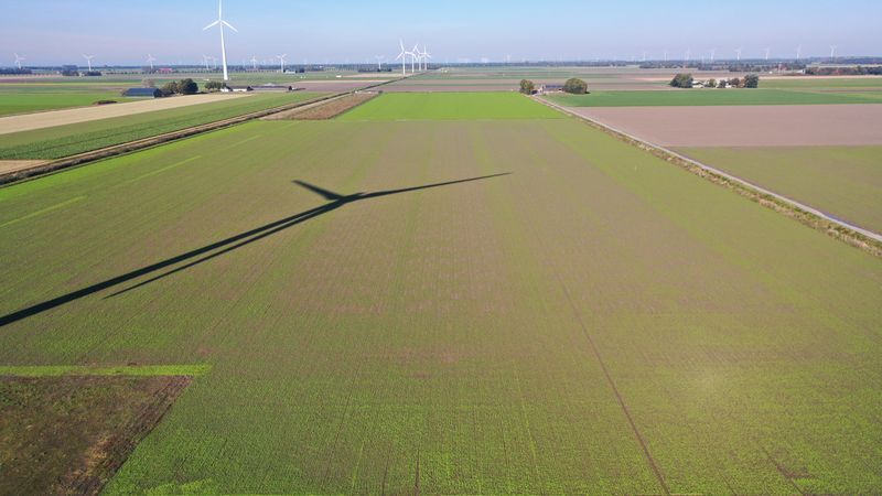 24 oktober 2021; gbm gele mosterd (suikerbiet)