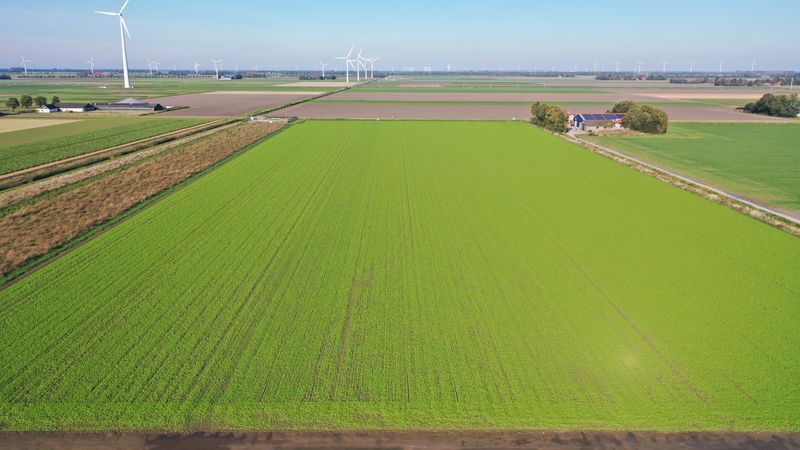 24 oktober 2021; gbm gele mosterd (uien vv)