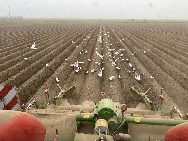 4 en 5 mei 2022; aardappelen frezen