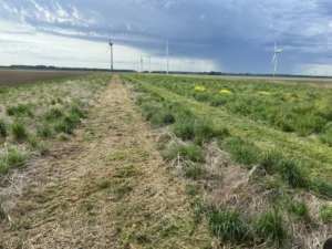 20 mei 2022; gewasgroei vogelakker