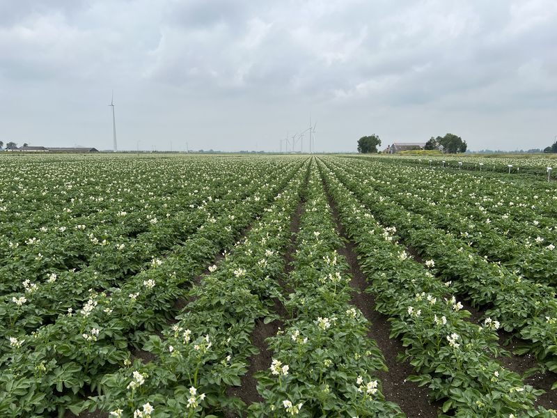 24 juni 2022; aardappelen, ras is Innovator