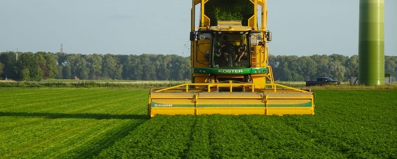 14 juli 2022; oogst peterselie voor VNK Herbs