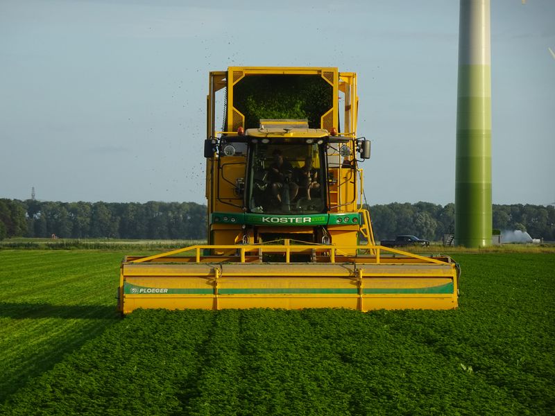 14 juli 2022; oogst peterselie voor VNK Herbs